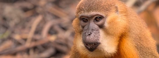 CITES – major victory for golden bellies