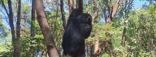 J.A.C.K. – our sanctuary needs YOU