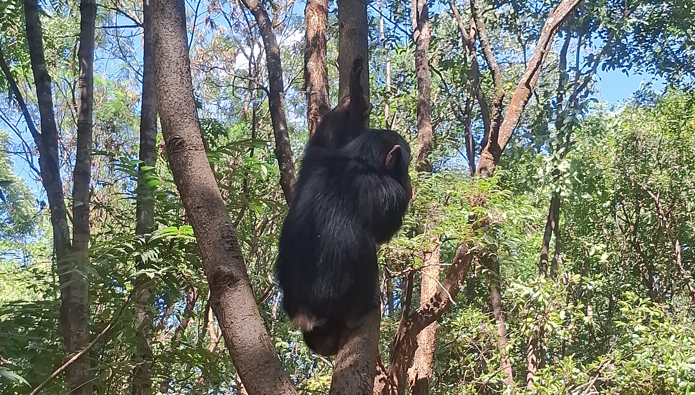 J.A.C.K. – our sanctuary needs YOU