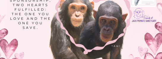 Be Tami or Lucy&rsquo;s Valentine